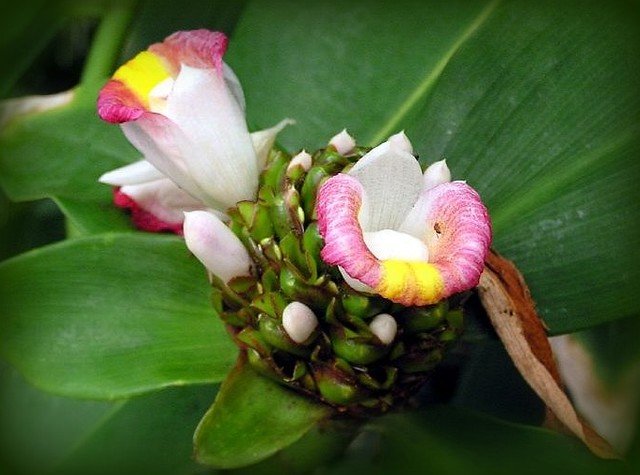Costus afer